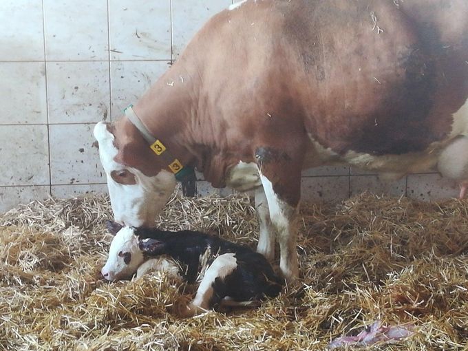 Die Nachgeburt kann eine Infektionsquelle für Krankheiten sein. Deshalb ist nach jeder Geburt die Nachgeburt zu entfernen, sofern sie noch im Stroh zu finden ist, wie hier im Bild rechts. © Johanna Mandl/LK Niederösterreich