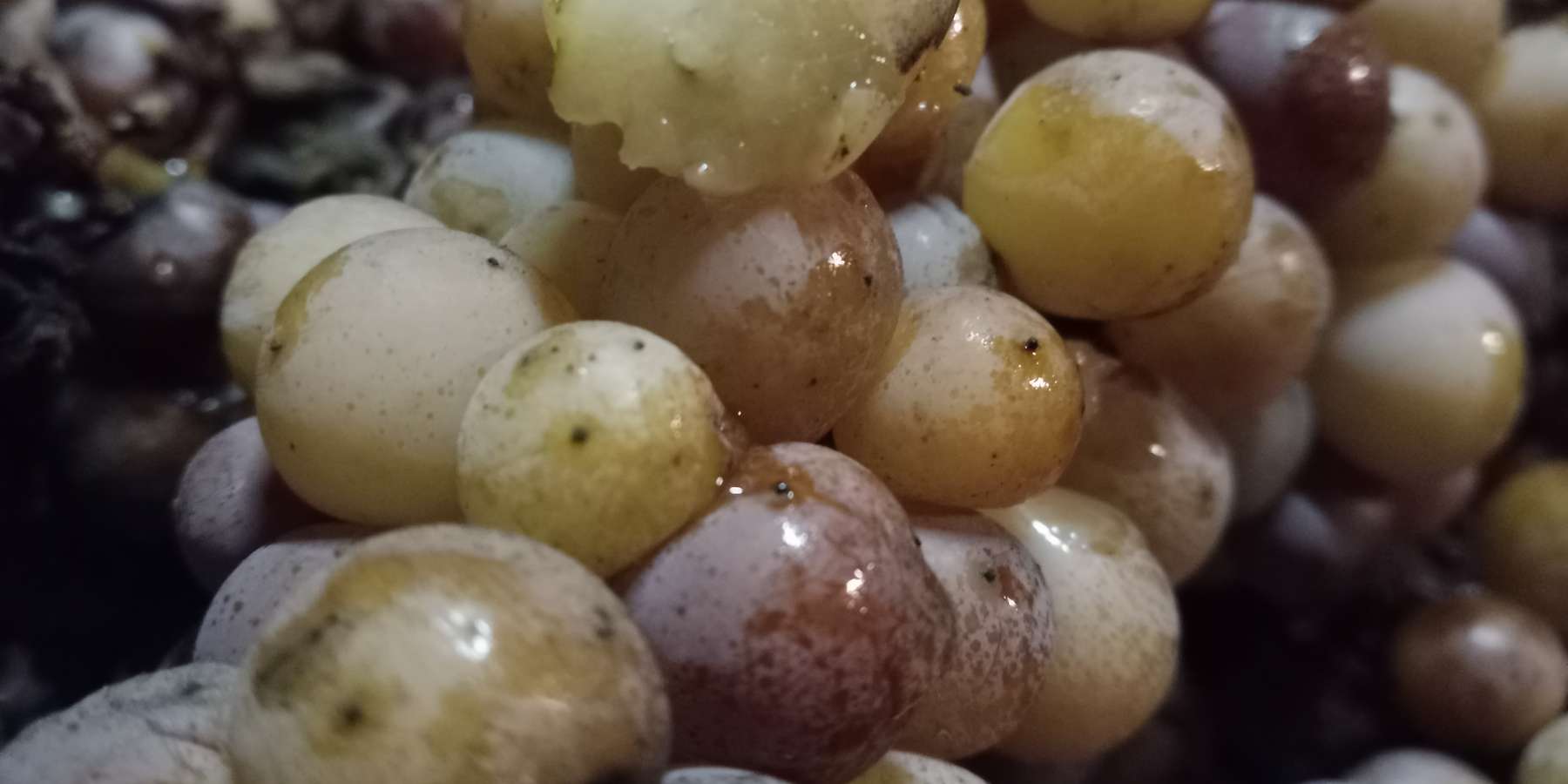 Eiswein.jpg © Weingut Hermann Fink Eiswein.jpg © Weingut Hermann Fink