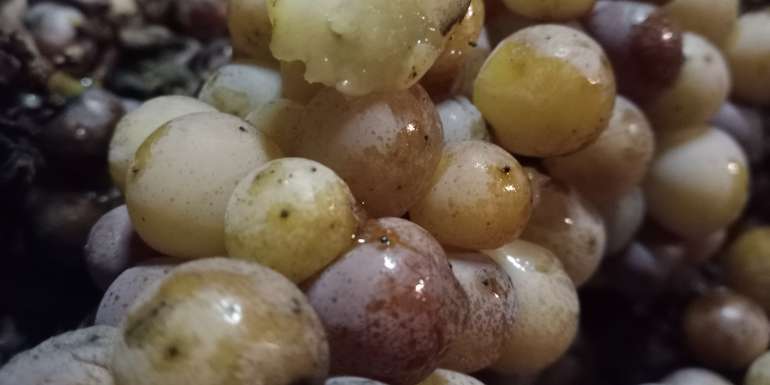 Eiswein.jpg © Weingut Hermann Fink Eiswein.jpg © Weingut Hermann Fink