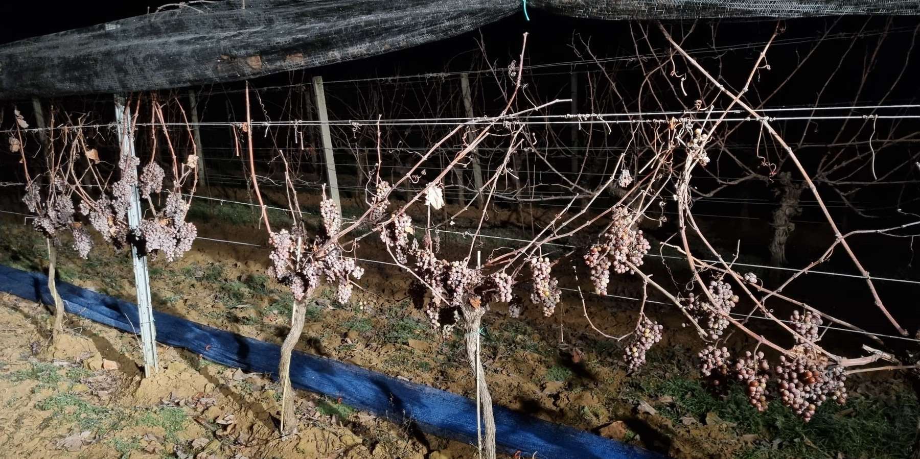 Eiswein.jpg © Elfenhof Eiswein.jpg © Elfenhof