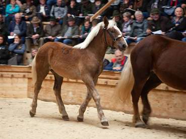 Norikerpferde aus Salzburg – begehrt wie eh und je1.jpg © Popatnig Norikerpferde aus Salzburg – begehrt wie eh und je1.jpg © Popatnig