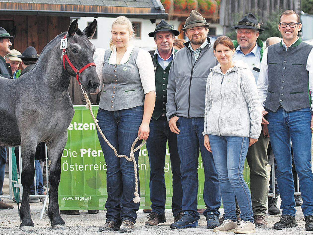 Norikerpferde aus Salzburg – begehrt wie eh und je1.png