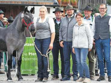 Norikerpferde aus Salzburg – begehrt wie eh und je1.png