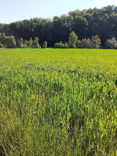 Sommerdinkel.jpg © Landwirtschaftskammer Oberösterreich/Doblmair