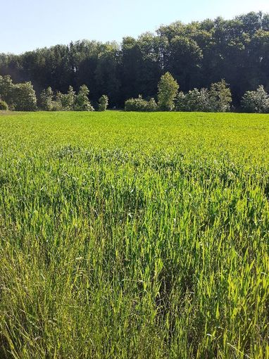 Sommerdinkel.jpg © Landwirtschaftskammer Oberösterreich/Doblmair Sommerdinkel.jpg © Landwirtschaftskammer Oberösterreich/Doblmair