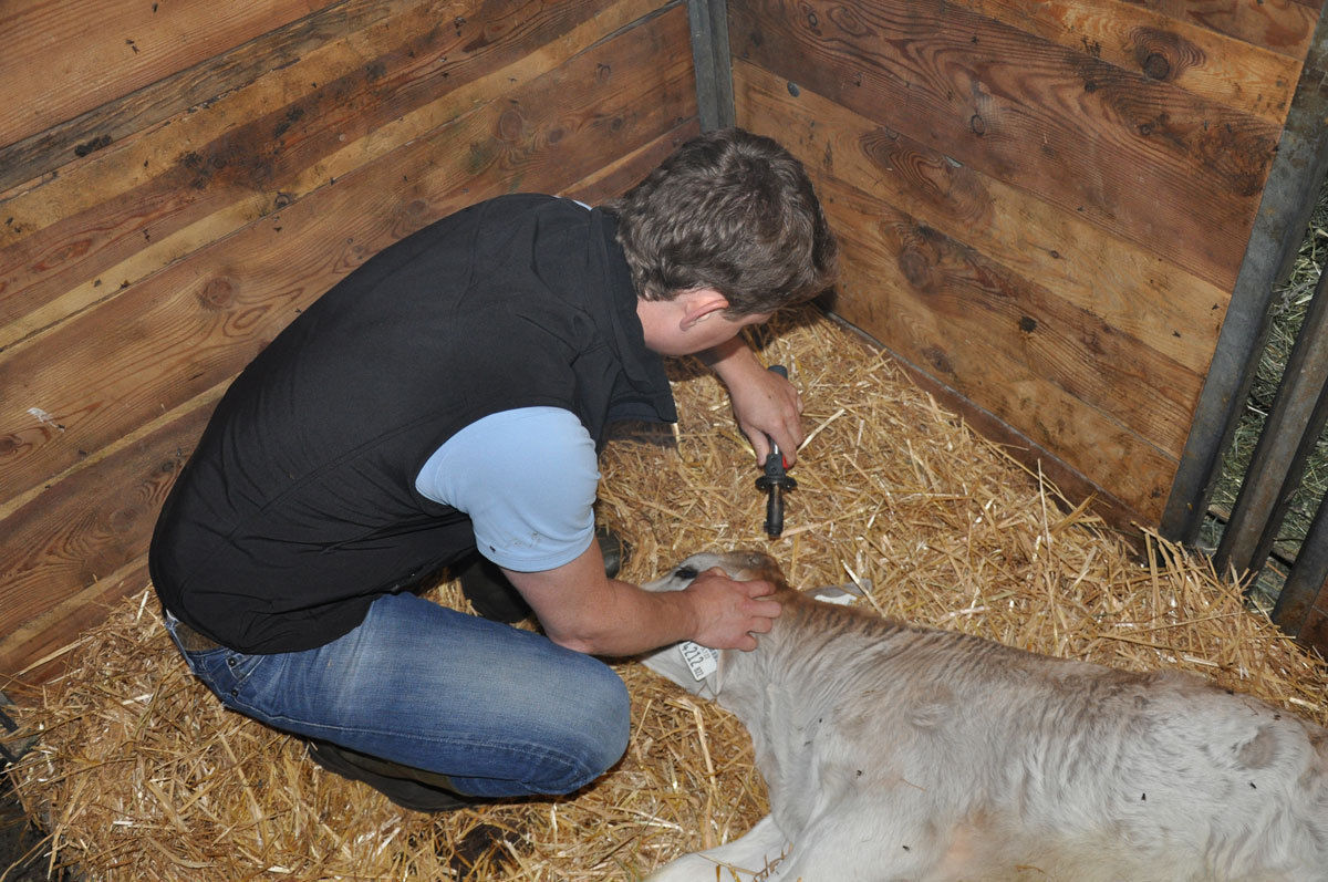 Enthornung-Kalb-1_┬®-Tiroler-TGD.jpg © Tiroler TGD Enthornung-Kalb-1_┬®-Tiroler-TGD.jpg © Tiroler TGD