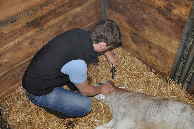 Enthornung-Kalb-1_┬®-Tiroler-TGD.jpg © Tiroler TGD Enthornung-Kalb-1_┬®-Tiroler-TGD.jpg © Tiroler TGD