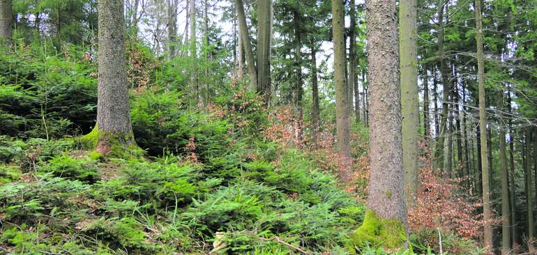 Wald Wald