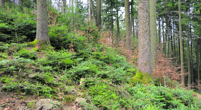 Wald © Mooslechner Wald © Mooslechner