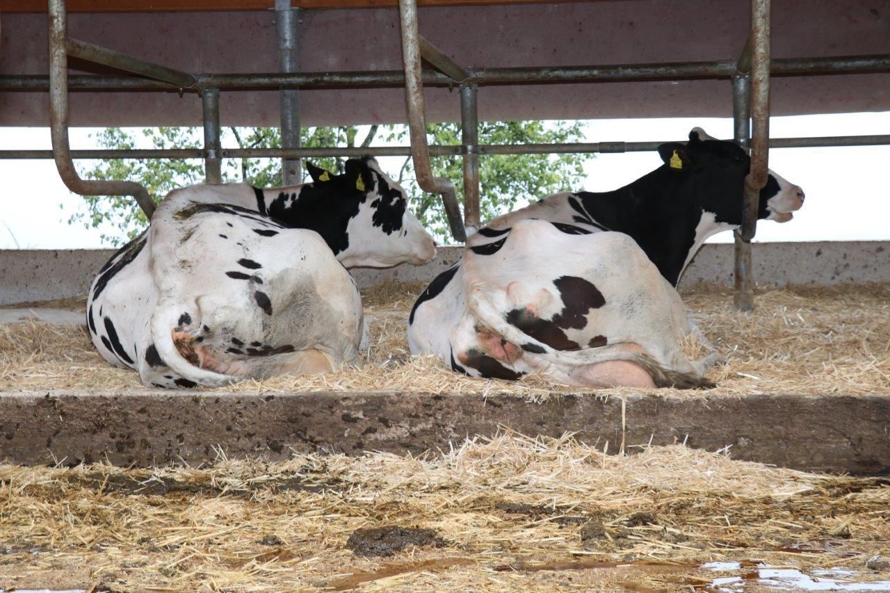 © Paula Pöchlauer-Kozel/LK Niederösterreich © Paula Pöchlauer-Kozel/LK Niederösterreich