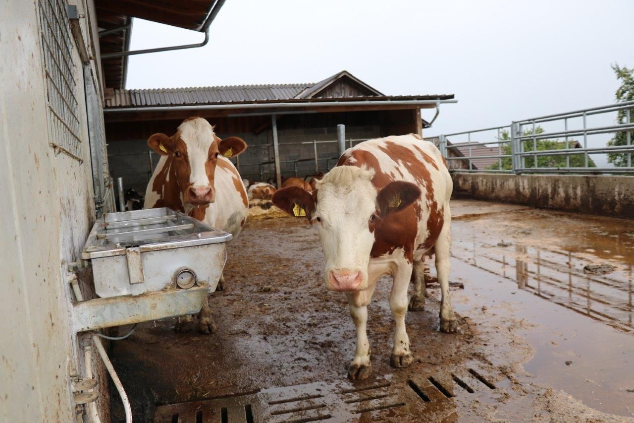 © Eduard Wagner/LK Niederösterreich © Eduard Wagner/LK Niederösterreich