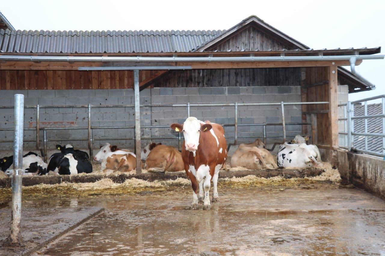 © Paula Pöchlauer-Kozel/LK Niederösterreich © Paula Pöchlauer-Kozel/LK Niederösterreich