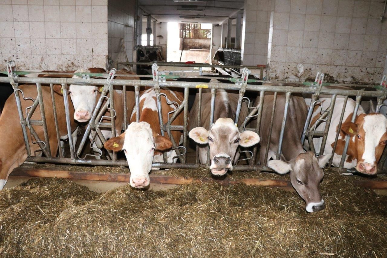 © Paula Pöchlauer-Kozel/LK Niederösterreich © Paula Pöchlauer-Kozel/LK Niederösterreich