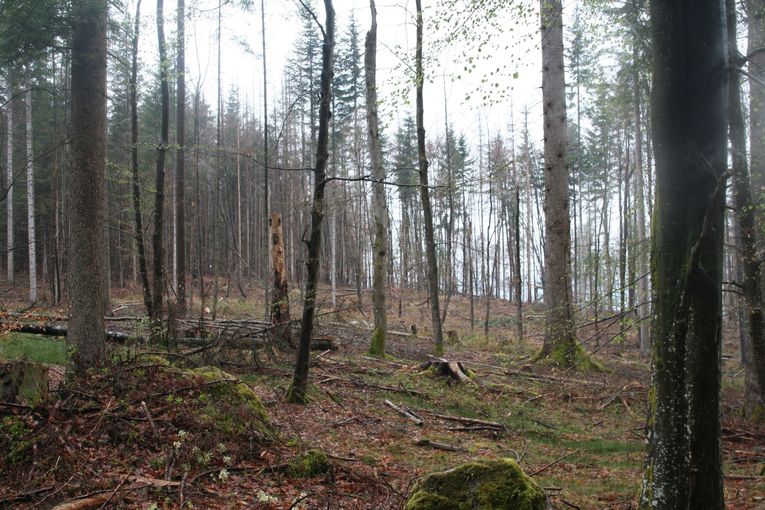 Borkenkäfer.jpg © Schmiedler