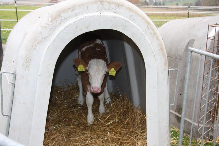 Kälberiglu.jpg © Paula Pöchlauer-Kozel/LK Niederösterreich