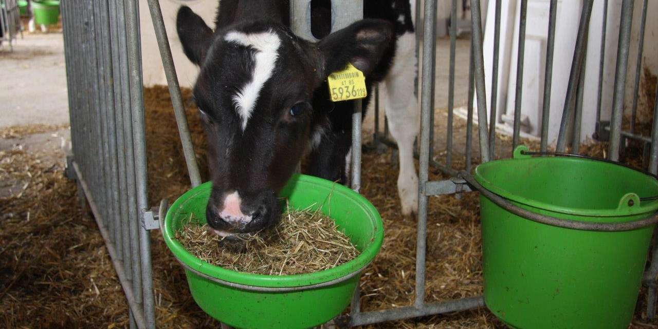 KälberTMR.jpg © Paula Pöchlauer-Kozel/LK Niederösterreich KälberTMR.jpg © Paula Pöchlauer-Kozel/LK Niederösterreich