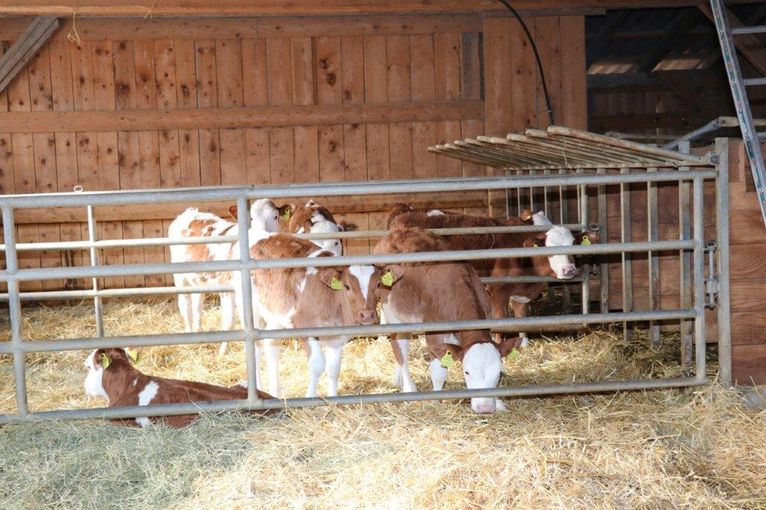 Gruppenhaltung Kälber.jpg © Paula Pöchlauer-Kozel/LK Niederösterreich Gruppenhaltung Kälber.jpg © Paula Pöchlauer-Kozel/LK Niederösterreich