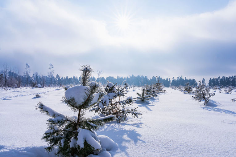 Aufforstung_Winter_AdobeStock_Sergey+Marina.jpg © Sergey+Marina – stock.adobe.com