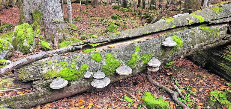 Totholz und Pilze Totholz und Pilze
