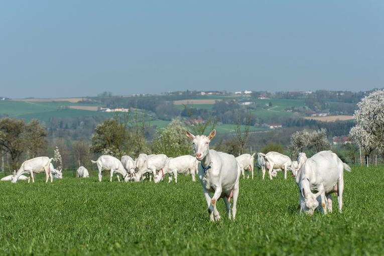 Ziegen.jpg © SZZV Kärnten Ziegen.jpg © SZZV Kärnten