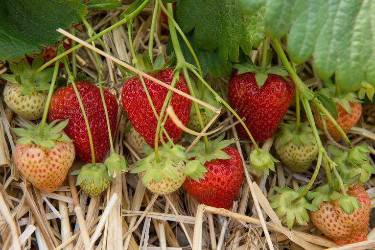 sb3_Walderdbeere.jpg © Agroscope, Carole Parodi sb3_Walderdbeere.jpg © Agroscope, Carole Parodi