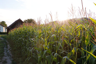 Stille Helfer am Grünland, Acker und im Garten.jpg © Kronreif Stille Helfer am Grünland, Acker und im Garten.jpg © Kronreif