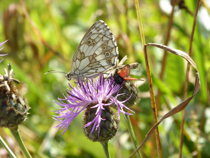 Stille Helfer am Grünland, Acker und im Garten.jpg © Kronreif Stille Helfer am Grünland, Acker und im Garten.jpg © Kronreif