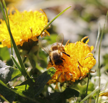 Stille Helfer am Grünland, Acker und im Garten.jpg © Kronreif Stille Helfer am Grünland, Acker und im Garten.jpg © Kronreif