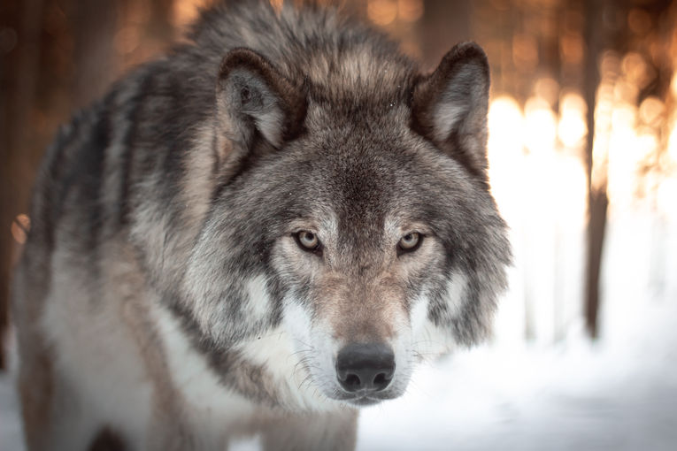 Wolf.jpg © stock.adobe.com Wolf.jpg © stock.adobe.com