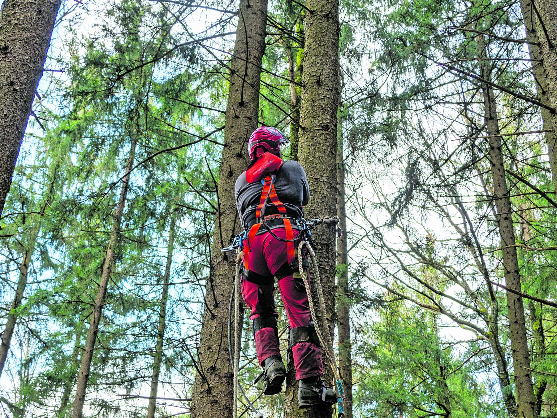Baumabtragung © Agrarfoto für BauernJournal Baumabtragung © Agrarfoto für BauernJournal