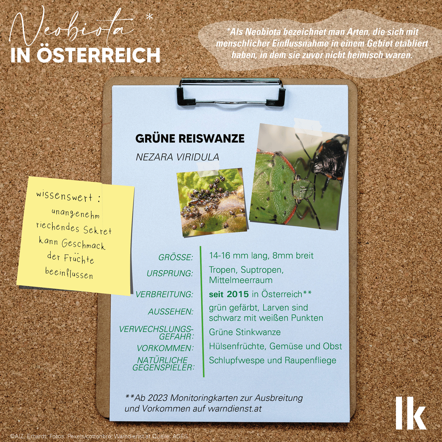 Grafik Grüne Reiswanze.gif © AIZ, Erhardt; Fotos: Pexels/cottonbro; Warndienst.at Quelle: AGES Grafik Grüne Reiswanze.gif © AIZ, Erhardt; Fotos: Pexels/cottonbro; Warndienst.at Quelle: AGES