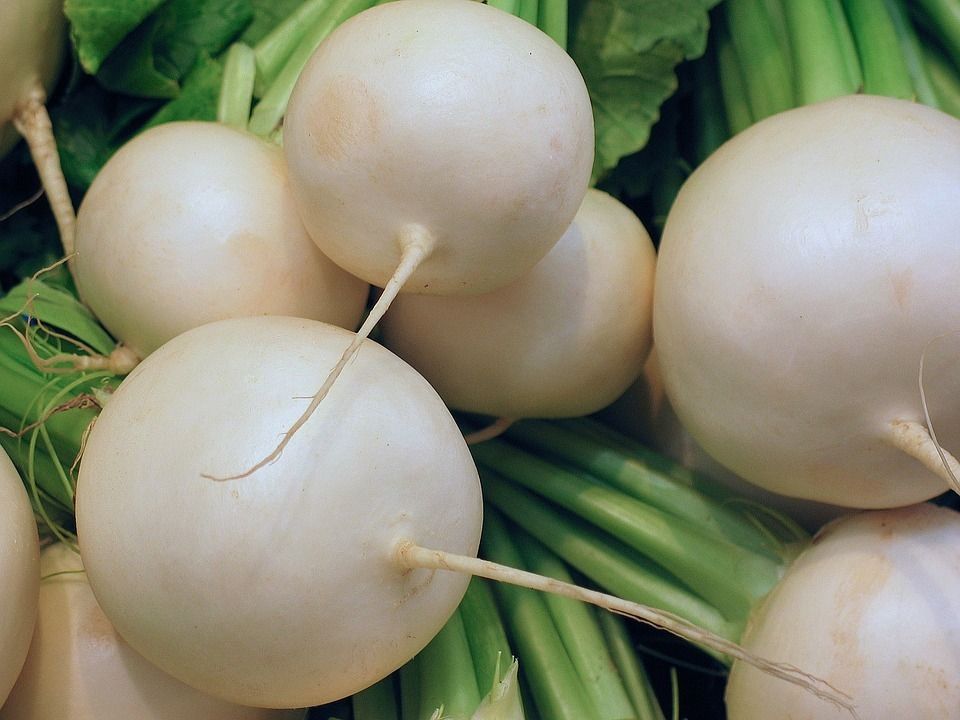 radish-1342723_960_720_pb.jpg © lid radish-1342723_960_720_pb.jpg © lid
