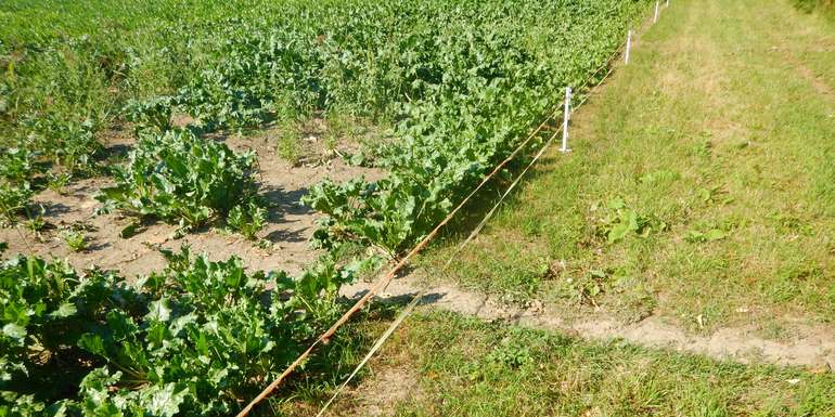 Biberzaun.jpg © G. Hölzler Biberzaun.jpg © G. Hölzler