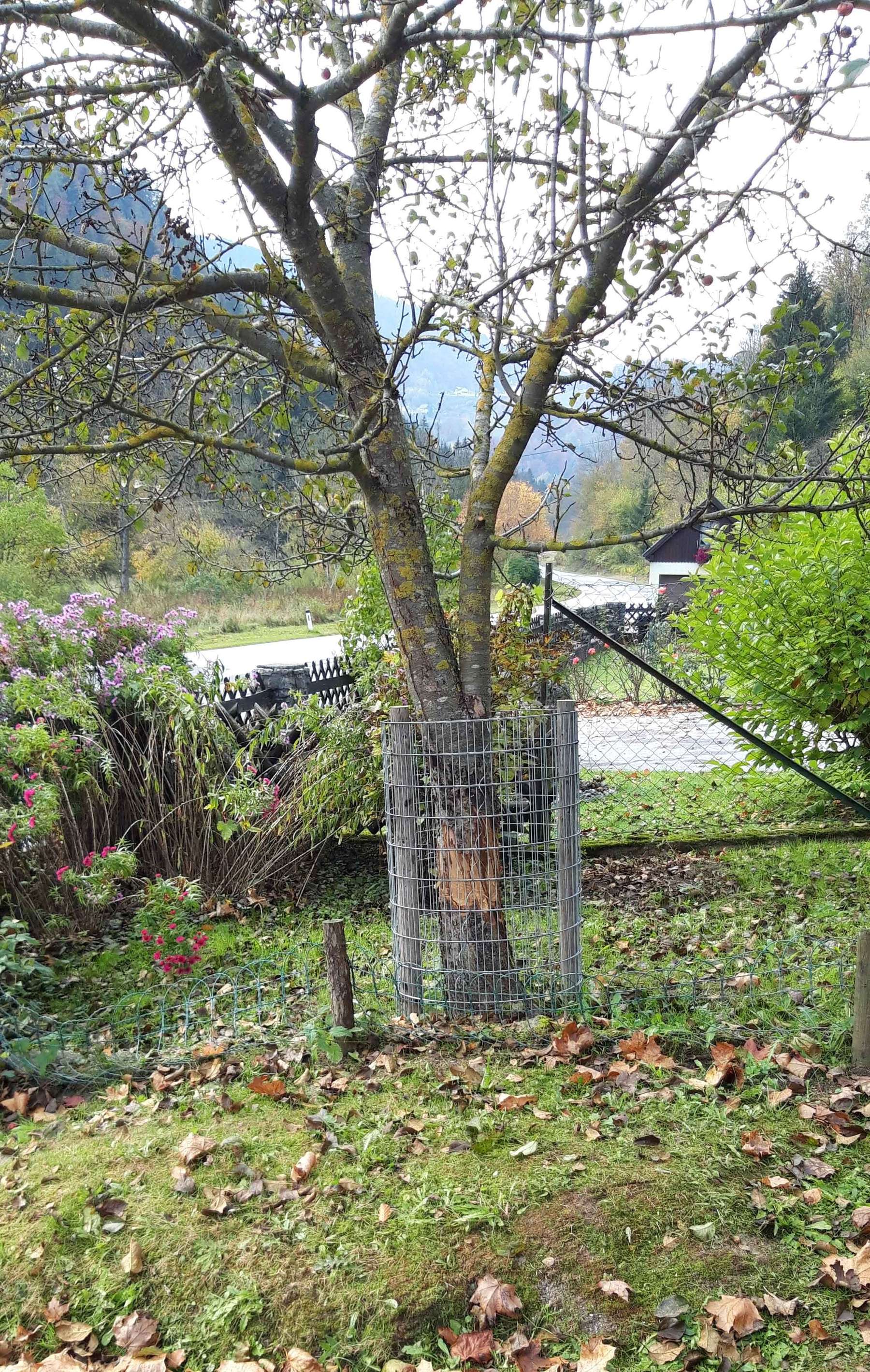 Baumschutz gegen Biber.jpg © Knapp Baumschutz gegen Biber.jpg © Knapp