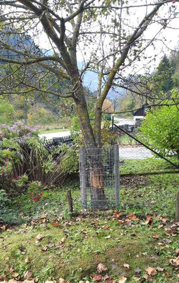 Baumschutz gegen Biber.jpg © Knapp Baumschutz gegen Biber.jpg © Knapp