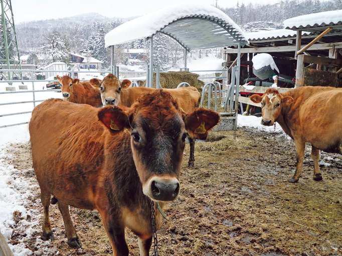 Hier hat die Direktvermarktung Tradition – Moosbauer in Puch.jpg © Kronreif