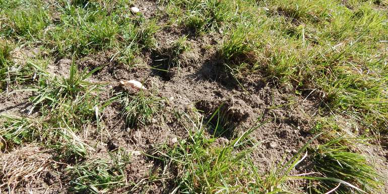 Grünland nach dem Winter.jpg Grünland nach dem Winter.jpg