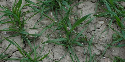 Dngung mit Harnstoff | Landwirtschaftskammer Niedersterreich