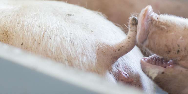 Seit Jänner 2023 das ist das routinemäßige Schwanzkupieren bei Ferkeln verboten. © FRAUKOEPPL Seit Jänner 2023 das ist das routinemäßige Schwanzkupieren bei Ferkeln verboten. © FRAUKOEPPL