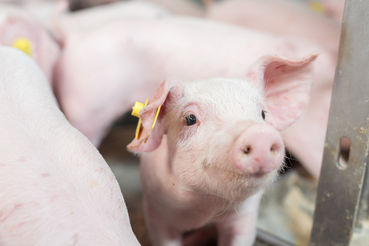 Schweinehaltung.jpg © FRAUKOEPPL Schweinehaltung.jpg © FRAUKOEPPL