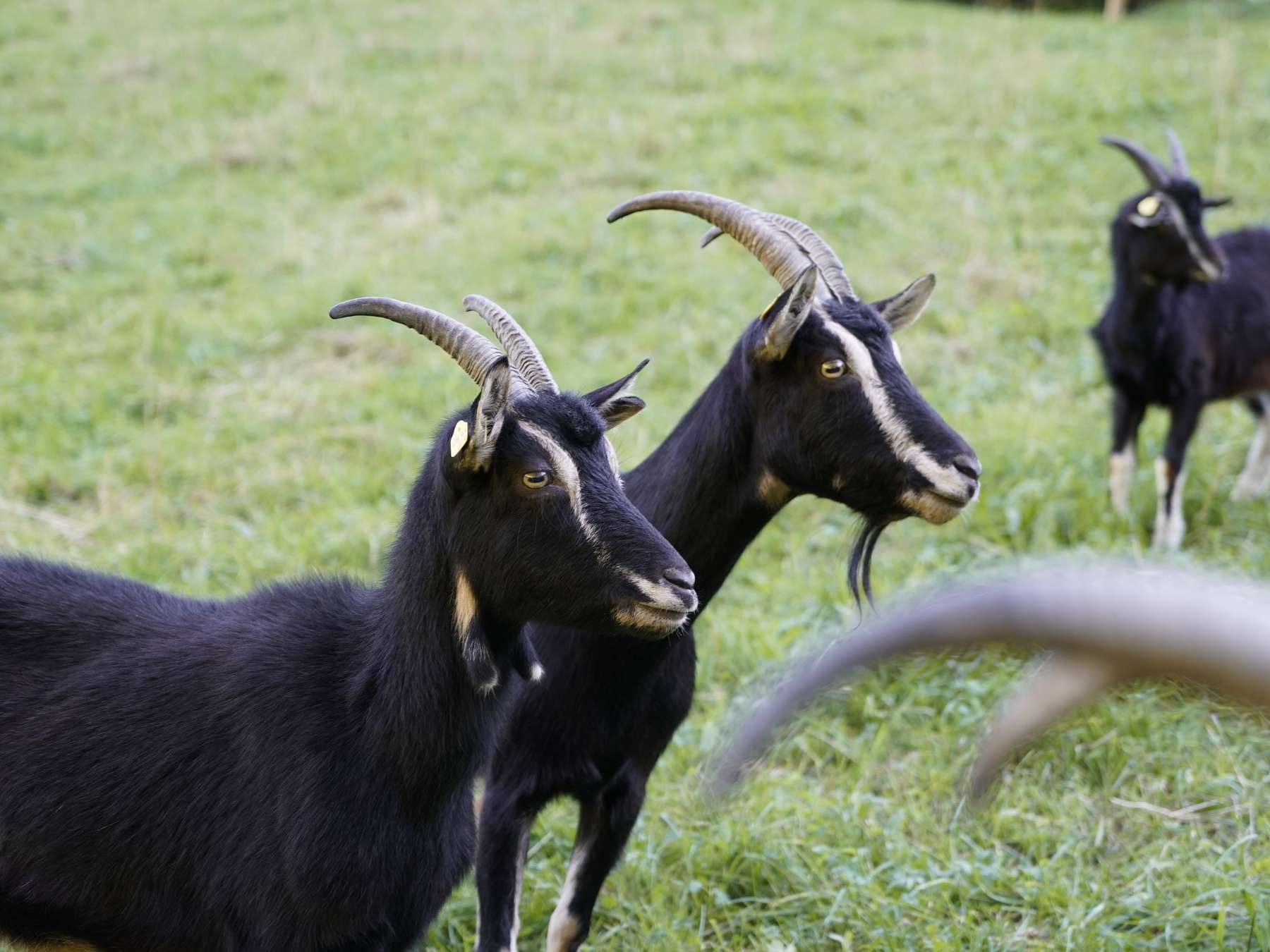Einzeltierbezogene Erfassung bei Schaf und Ziege.jpg © Kronreif Einzeltierbezogene Erfassung bei Schaf und Ziege.jpg © Kronreif