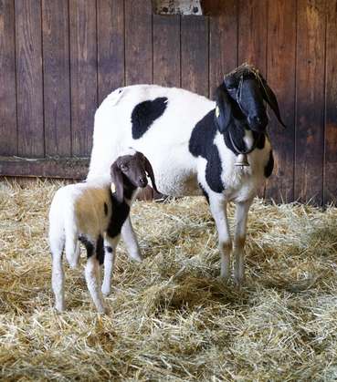 GAP: Neues bei Schaf und Ziege.jpg