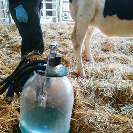 Behandelte und erkrankte Kühe sollten unbedingt mit einem sparaten Melkzeug gemolken werden.
