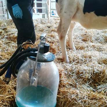 Behandelte und erkrankte Kühe sollten unbedingt mit einem sparaten Melkzeug gemolken werden. © Johanna Mandl/LK Niederösterreich