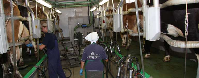 Vorsicht im Melkstand sichert Milchqualität und Tiergesundheit. © Paula Pöchlauer-Kozel/LK Niederösterreich Vorsicht im Melkstand sichert Milchqualität und Tiergesundheit. © Paula Pöchlauer-Kozel/LK Niederösterreich