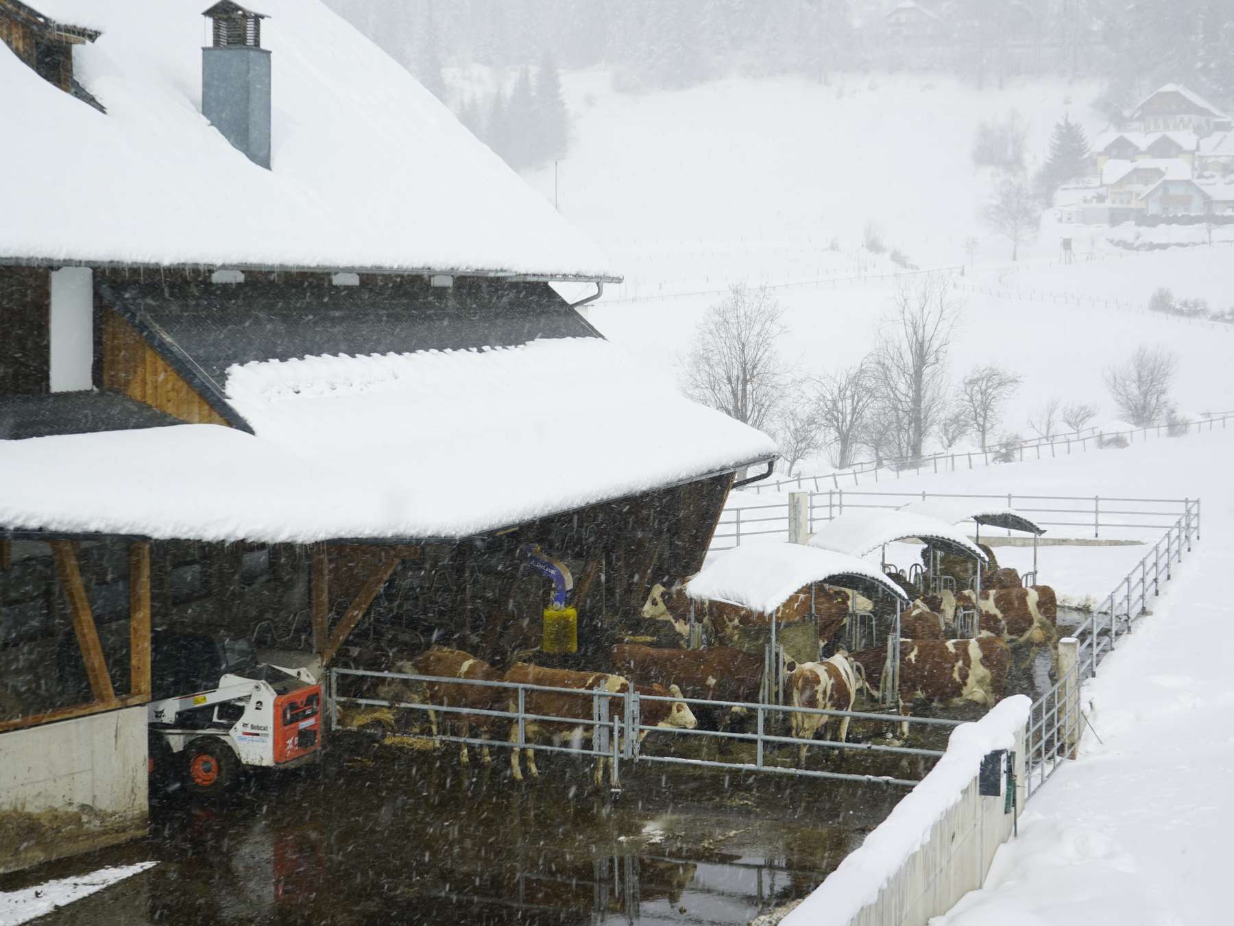 Die Kühe sind trotz der kalten Temperaturen liebend gerne im Außenbereich und haben auch dort Liegemöglichkeiten. Im Sommer ist es umgekehrt. © Moser