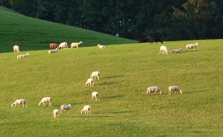 Schafe auf Weide.jpg © Steirer