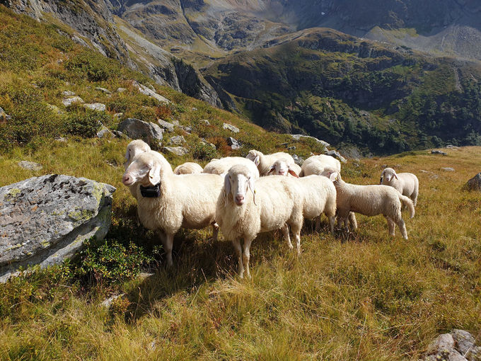 GPS-Schafherde-mit-GPS.jpg © DI Beate Kraml / LK Österreich