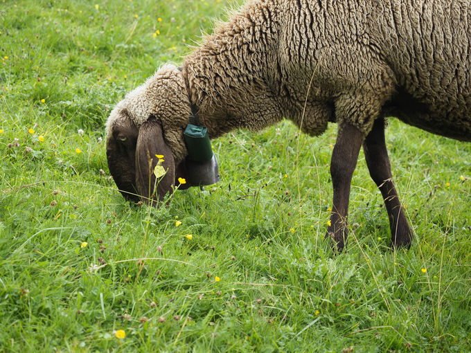 GPS-Schaf-mit-GPS.jpg © HBLFA Raumberg-Gumpenstein