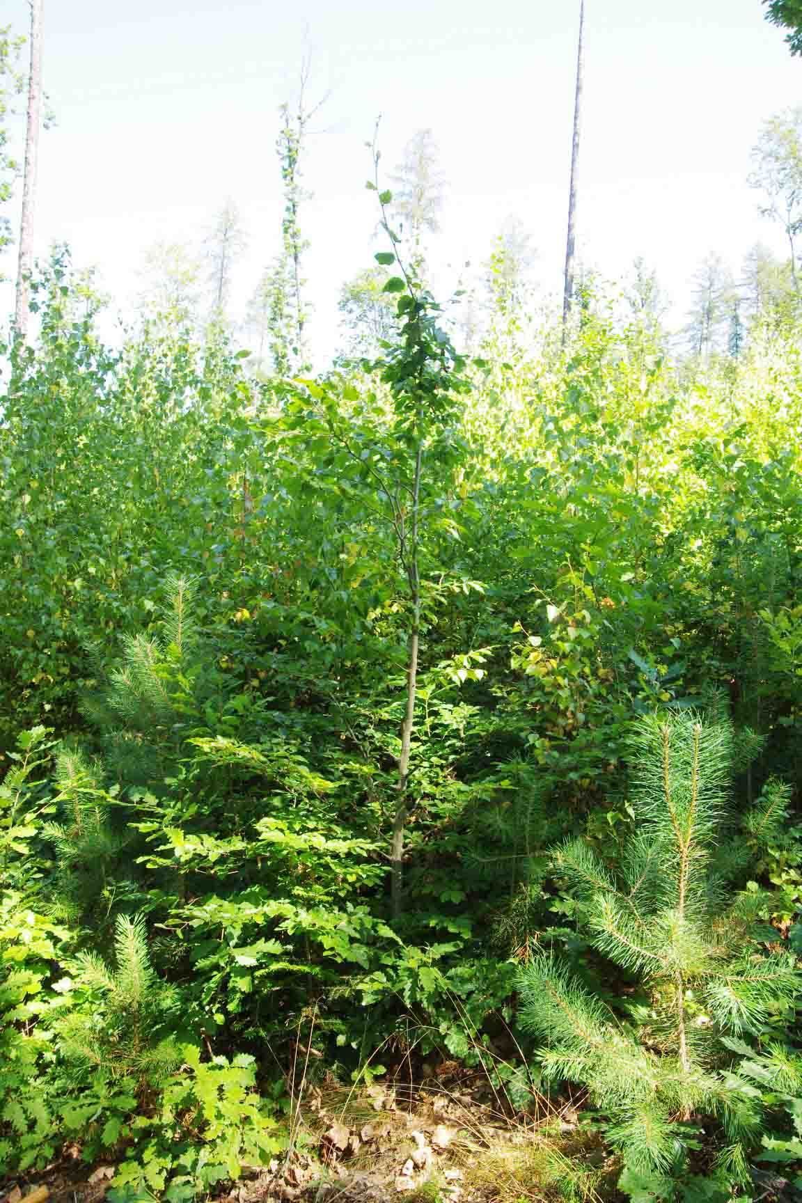 Tipps für die Kulturpflege im Wald © Karl Schuster/LK Niederösterreich Tipps für die Kulturpflege im Wald © Karl Schuster/LK Niederösterreich